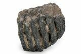Partial Southern Mammoth Molar - Hungary #357028-3